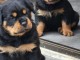 chiot rottweiler disponible pour adoption 
