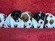chiot jack ressel disponible pour adoption 