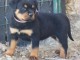 je donne chiot rottweiler disponible 
