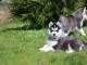 magnifique chiot sib&eacute;rien husky &agrave; adopter 