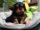 chiot cavalier king charle disponible 
