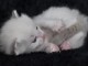 chaton ragdoll femelle a donner 