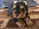 chiot Yorkshire terrier pour saillie 