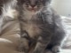 chaton maine coon disponible pour adoption 