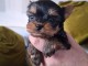je donne chiot Yorkshire terrier femelle 