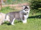 je donne chiot husky sib&eacute;rien adorable 