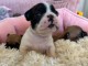 chiot bouledogue fran&ccedil;ais m&acirc;le a donner 