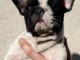 Dons chiot bouledogue fran&ccedil;ais disponible 