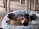 annonce chiot bouledogue fran&ccedil;ais &agrave; donner 
