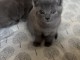 je donne mon chaton ch&acirc;treux disponible 