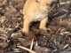 magnifique chiot bouledogue fran&ccedil;ais &agrave; donner 