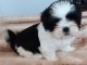 je donne chiot Shih Tzu disponible 