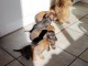 chiot teckel kaminche disponible pour adoption 