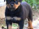 chiot rottweiler disponible pour adoption 