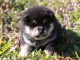 chiot spitz allemand race pure disponible 