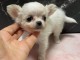 magnifique chiot chihuahua a donner m&acirc;le 
