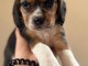 je donne chiot beagle disponible pour adoption 