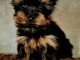 je donne chiot Yorkshire terrier femelle 