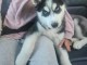 je donne chiot husky sib&eacute;rien adorable 