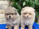 je donne chiot spitz allemand race pure 