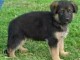 chiot berger allemand disponible &agrave; donner 