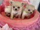chiot chihuahua femelle a donner 