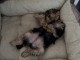 je donne chiot Yorkshire terrier femelle 