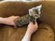 je donne mon chaton Bengal disponible 