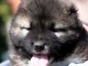 Chien de Berger du Caucase &ndash; Chiots