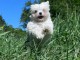 chiot bichon maltais &agrave; donner m&acirc;le 