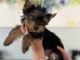 chiot Yorkshire terrier femelle 