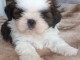 chiot Shih Tzu a donner 