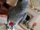 magnifique perroquet gris du Gabon pour adoption urgent 