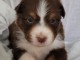 je donne chiot berger australien disponible 