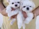 je donne chiot bichon maltais disponible 