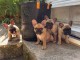 Dons chiot bouledogue fran&ccedil;ais disponible 
