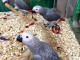 perroquet gris du Gabon pour adoption 