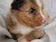 chiot berger australien disponible 