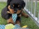 chiot rottweiler m&acirc;le a donner 