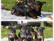 magnifique chiot pinscher nain disponible 
