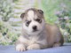 chiot husky sib&eacute;rien &agrave; donner 