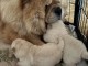 je donne chiot chow-chow disponible 