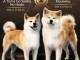  Akita Inu Puppies &ndash; Top FCI Bloodlines, Reservations Ope