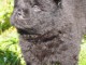 magnifique chiot chow-chow a donner 