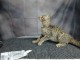 chaton Savannah disponible pour adoption 