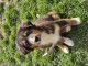 adorable chiot berger australien disponible 
