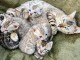 annonce chaton Bengal disponible 