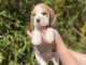je donne chiot beagle disponible femelle 