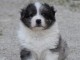 chiot berger australien disponible pour adoption 