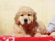 chiot golden retriever m&acirc;le a donner 